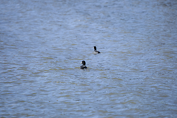 포토 JPG 해외이미지 주간 동물 척추동물 커플 호수 야생동물 백그라운드 2 날개 자연 조류 휴식 생물 오리 풍경 사람없음 야외 가로 빨간색 물 파란색 뷰티 머리 평화 환경 검은색 수영 미국 다양 쌍 황무지 깃털 생물학 물새 서식지 리빙 민물 생태학 해외포토 자연요소 교육 컬러 다수 컨셉 북아메리카 관계 신체부위 수상스포츠 생태계 파일형식 이미지허브