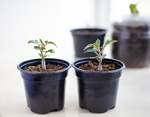 포토 JPG 해외이미지 식물 잎 토마토 사람없음 흙 원예 모종 해외포토 채소 취미 파일형식 이미지허브