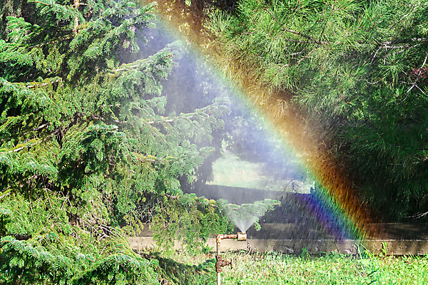 포토 JPG 해외이미지 주간 나무 무지개 사람없음 야외 스프링쿨러 해외포토 자연요소 식물 파일형식 이미지허브