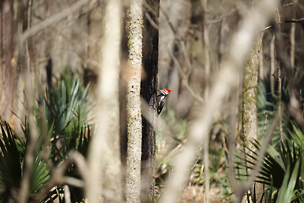 포토 JPG 해외이미지 나무 동물 척추동물 야생동물 과학 백그라운드 낙엽 날개 자연 조류 생물 풍경 사람없음 야외 목재 가로 빨간색 환경 검은색 다양 흰색 황무지 보호 숲 깃털 생태계 생물학 부리 장면 리빙 계산서 내추럴 동물상 생태학 해외포토 식물 교육 컬러 다수 컨셉 잎 재료 조형물 파일형식 이미지허브