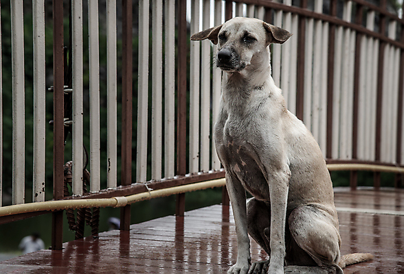 포토 JPG 해외이미지 동물 백그라운드 컨셉 거리 미술 서기 성인 사람없음 뷰티 도시 개 혼자 해외포토 포유류 모션 문화예술 사람 파일형식 이미지허브