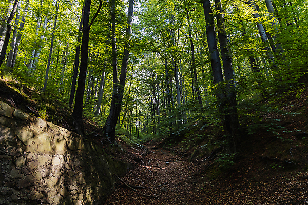 포토 JPG 해외이미지 나무 식물 계절 공원 유럽 길 자국 자연 산 풍경 사람없음 야외 목재 초록색 여름 환경 산책 하이킹 가을 도시 황무지 숲 오솔길 폴란드 내추럴 옛날 해외포토 공공시설 나라 컬러 재료 레저 휴식 생태계 파일형식 이미지허브