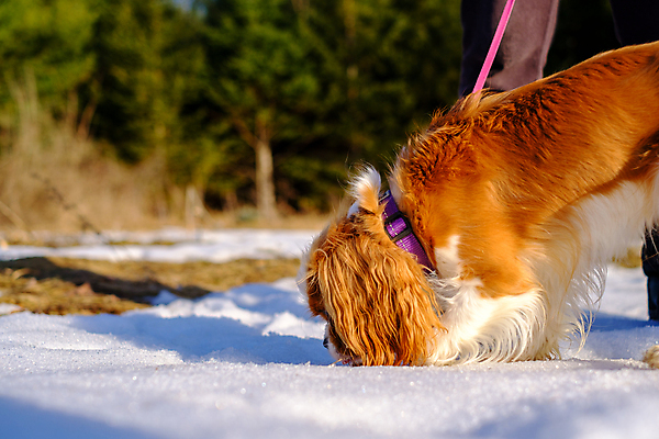 포토 JPG 해외이미지 나무 동물 여자 새끼 분홍색 겨울 포유류 발 안내 털 서기 사람없음 야외 반려동물 햇빛 머리 보라색 봄 산책 추위 스패니얼 개 강아지 코 냄새 귀 탐사 기르기 해외포토 식물 계절 컬러 모션 휴식 사람 신체부위 태양 돌봄 파일형식 이미지허브