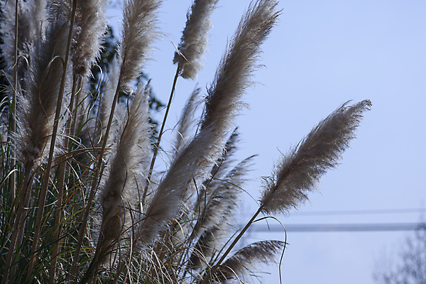 포토 JPG 해외이미지 주간 풍경 사람없음 야외 가을 흐림 팜파스그라스 해외포토 자연요소 식물 계절 날씨 파일형식 이미지허브