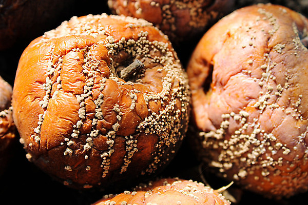 포토 JPG 해외이미지 나무 식물 계절 음식 백그라운드 잎 농업 과일 자연 사람없음 빨간색 초록색 농장 갈색 노란색 정원 손상 수확 흰색 사과 유기농 내추럴 나쁜 곰팡이 땅바닥 숙성 썩음 옛날 해로움 해외포토 웰빙 산업 컬러 컨셉 바닥 생태계 파일형식 이미지허브