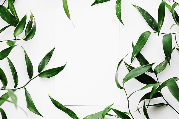 포토 JPG 해외이미지 종이 잎 프레임 사람없음 흰배경 카피스페이스 보테니컬아트 해외포토 식물 백그라운드 공백 흰색 파일형식 이미지허브