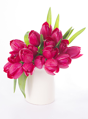 포토 JPG 해외이미지 여러송이 잎 봄꽃 실내 사람없음 꽃병 튤립 흰배경 해외포토 식물 꽃 다수 백그라운드 내부 봄 흰색 파일형식 이미지허브