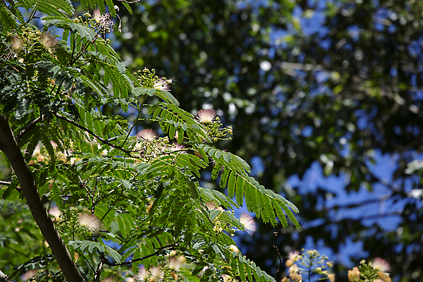 포토 JPG 해외이미지 나무 식물 꽃잎 꽃 분홍색 과학 백그라운드 컨셉 잎 꽃무늬 자연 하늘 날씨 생물 사람없음 야외 가로 초록색 뷰티 환경 다양 성장 벚꽃 보호 유기농 생물학 리빙 내추럴 광합성 꽃수술 생태학 그리너리 해외포토 웰빙 교육 컬러 다수 무늬 생태계 파일형식 트랜드컬러 이미지허브