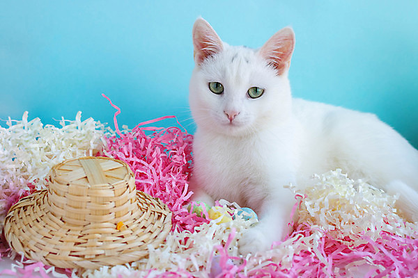 포토 JPG 해외이미지 디자인 응시 행복 백그라운드 컨셉 장난 휴가 부활절 털 사람없음 장식 여름 반려동물 파티 귀여움 고양이 봄 기쁨 흰색 인사 작음 모피 엽서 솜털 보닛 내추럴 조립 캡모자 해외포토 동물 모자_잡화 시선 계절 기념일 감정 컬러 포유류 자동차 이벤트 예절 크기 편지 파일형식 이미지허브