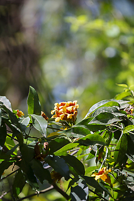 포토 JPG 해외이미지 식물 꽃잎 꽃 꽃다발 과학 백그라운드 낙엽 잎 꽃무늬 오렌지 자연 사람없음 야외 빨간색 세로 초록색 뷰티 환경 활발 들꽃 다양 성장 벚꽃 보호 덩굴 유기농 생물학 트럼펫 포도나무 리빙 내추럴 달리기선수 생태학 그리너리 해외포토 웰빙 교육 컬러 다수 컨셉 무늬 과일 과일나무 금관악기 생태계 육상선수 파일형식 트랜드컬러 이미지허브