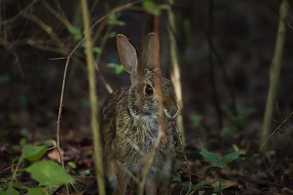 포토 JPG 해외이미지 주간 한마리 응시 야생동물 사람없음 야외 아웃포커스 토끼 숨기 해외포토 자연요소 동물 1 시선 포유류 모션 촬영기법 반려동물 파일형식 이미지허브