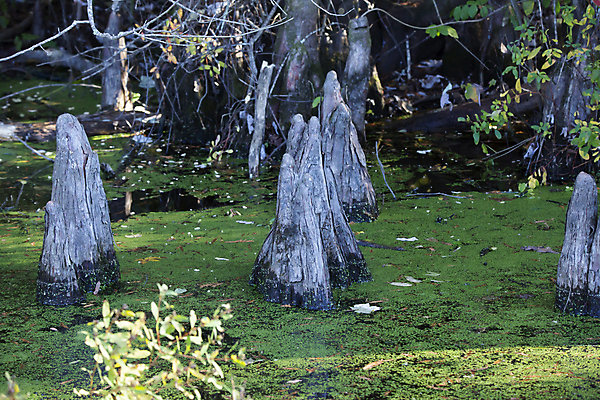 포토 JPG 해외이미지 나무 식물 호수 과학 백그라운드 자연 추상 사람없음 야외 가로 물 뷰티 평화 환경 침묵 다양 성장 시골 황무지 가장자리 습지 숲 유기농 생태계 생물학 뿌리 무릎 장면 대머리 내추럴 변소 생태학 옛날 해외포토 자연요소 헤어스타일 웰빙 교육 다수 컨셉 무늬 신체부위 소리 둘레 파일형식 이미지허브
