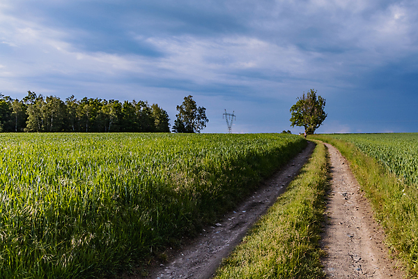 포토 JPG 해외이미지 나무 계절 유럽 도로 길 여행 밭 농업 자국 자연 하늘 산 풍경 사람없음 야외 목재 초록색 여름 파란색 뷰티 환경 맑음 산책 시골 오솔길 언덕 폴란드 수평선 해외포토 식물 나라 산업 컬러 재료 교통시설 날씨 휴식 생태계 파일형식 이미지허브