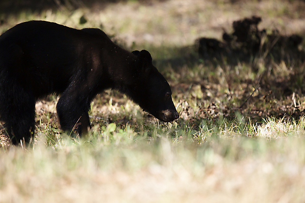 포토 JPG 해외이미지 동물 척추동물 야생동물 과학 곰 포유류 발 청소년 자연 생물 털 풍경 사람없음 야외 가로 환경 검은색 미국 다양 황무지 보호 검색 생태계 생물학 장면 리빙 내추럴 동물상 땅바닥 생태학 해외포토 교육 컬러 다수 컨셉 북아메리카 바닥 사람 신체부위 조형물 파일형식 이미지허브