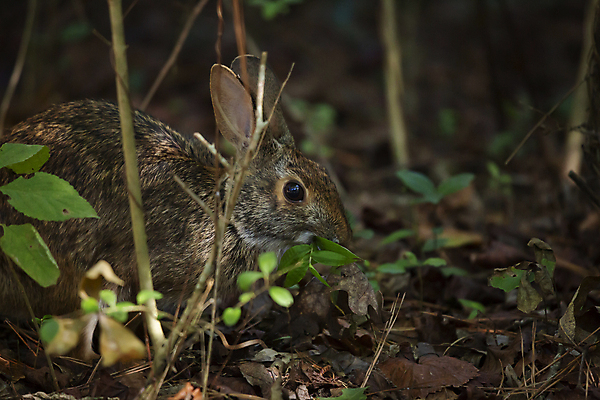 포토 JPG 해외이미지 주간 한마리 야생동물 낙엽 사람없음 야외 아웃포커스 토끼 먹기 숨기 해외포토 자연요소 동물 1 잎 포유류 모션 촬영기법 반려동물 파일형식 이미지허브