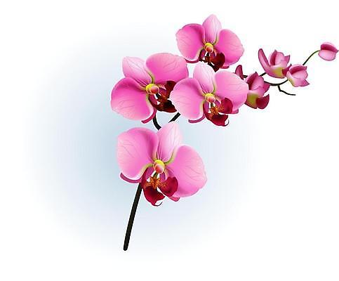 EPS 해외이미지 식물 템플릿 디자인 꽃잎 꽃 화초 줄기 분홍색 백그라운드 컨셉 꽃무늬 일러스트 자연 그래픽 장식 컬러풀 3D 정원 봄 벚꽃 나뭇가지 신선 우아함 오브젝트 호접란 고립 현실 해외일러스트 나무 계절 컬러 무늬 디지털합성 생태계 파일형식 벡터 이미지허브