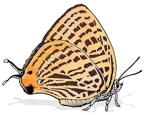 EPS 해외이미지 동물 야생동물 나비 곤충 오렌지 일러스트 자연 장식 컬러풀 환경 정원 일본 봄 우아함 벌레 생물학 고립 동물상 해외일러스트 계절 교육 아시아 컬러 컨셉 과일 조형물 생태계 파일형식 벡터 이미지허브