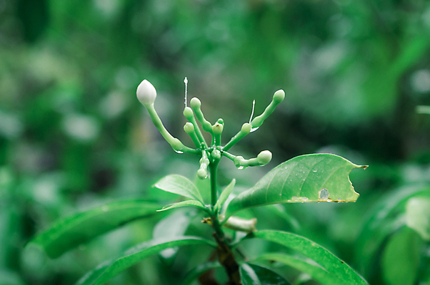 포토 JPG 해외이미지 나무 식물 계절 꽃잎 꽃 음식 백그라운드 단풍 잎 농업 과일 하늘 날씨 사람없음 물 여름 햇빛 농장 환경 정원 봄 젖음 성장 벚꽃 물방울 농촌 신선 떨어짐 이슬 빗방울 순수 유기농 꽃가루 열대기후 화창 해외포토 자연요소 웰빙 산업 컨셉 태양 시골 비_날씨 가루 파일형식 이미지허브