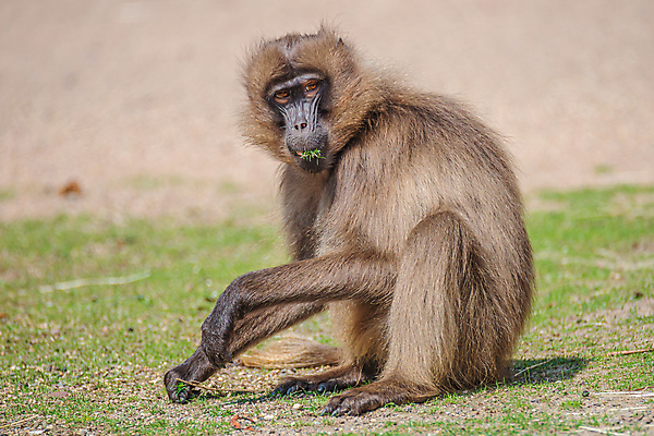 포토 JPG 해외이미지 동물 응시 여자 남자 얼굴 야생동물 음식 포유류 가족 아프리카 자연 종류 사람없음 야외 식사 행성 다양 원숭이 표현 사회 보호 먹기 스마트 묘사 생물학 멸종 유인원 노려봄 유지 돌봄 동물상 생태학 소셜 지능 총구 화창 하렘 해외포토 시선 교육 나라 다수 컨셉 관계 모션 날씨 표정 사람 신체부위 조형물 우주 생태계 공동체 파일형식 이미지허브