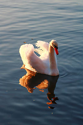 포토 JPG 해외이미지 동물 호수 야생동물 자연 조류 사랑 사람없음 야외 물 강 반사 평화 귀여움 수영 연못 우아함 깃털 부리 백조 단아함 동물상 해외포토 자연요소 감정 컨셉 조형물 수상스포츠 생태계 파일형식 이미지허브