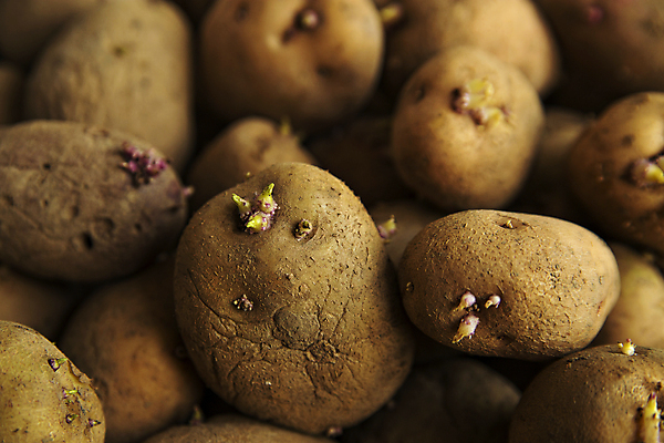 포토 JPG 해외이미지 식물 음식 분홍색 농업 채소 자연 감자 건강 씨앗 사람없음 초록색 갈색 노란색 새싹 보라색 봄 성장 신선 먹기 유기농 날것 뿌리 내추럴 녹말 해외포토 웰빙 계절 산업 컬러 모션 생태계 파일형식 이미지허브