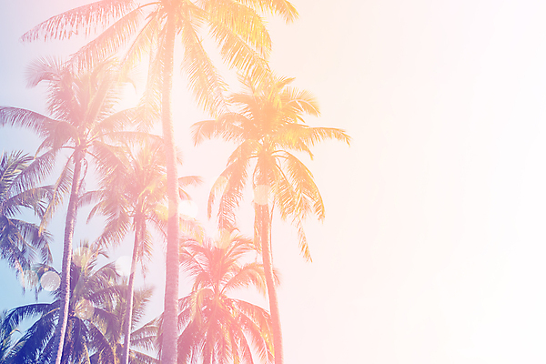 포토 JPG 해외이미지 주간 하늘 사람없음 야외 여름 야자수 여름풍경 해외포토 자연요소 나무 계절 풍경 파일형식 여름_계절 이미지허브