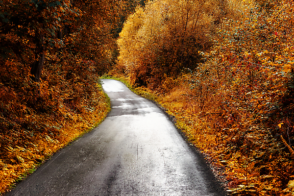 포토 JPG 해외이미지 계절 도로 여행 단풍 잎 자연 사람없음 야외 빨간색 컬러풀 햇빛 노란색 신선 황금 숲 아치 굴곡 루트 해외포토 식물 길 컬러 교통시설 태양 생태계 파일형식 이미지허브