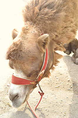 포토 JPG 해외이미지 동물 응시 모래 포유류 자연 사람없음 세로 머리 사막 오픈 입 치아 낙타 턱 송곳니 단봉낙타 해외포토 시선 신체부위 소화기관 생태계 파일형식 이미지허브