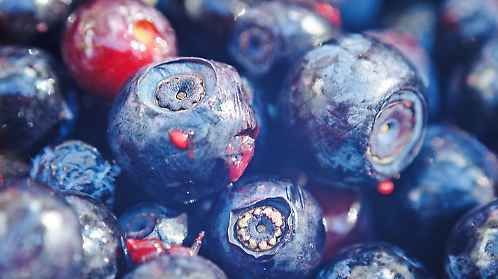 포토 JPG 해외이미지 열매 백그라운드 다이어트 과일 자연 건강 사람없음 파란색 보라색 검은색 젖음 신선 유기농 질감 블루베리 비전 베리 흙더미 건강식 숙성 해외포토 식물 웰빙 음식 컬러 흙 생태계 파일형식 더미 이미지허브
