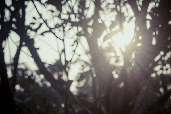 포토 JPG 해외이미지 나무 계절 백그라운드 단풍 자연 아침 추상 그림자 사람없음 빨간색 여름 파란색 빛 햇빛 태양 노란색 환경 정원 맑음 검은색 고요 일몰 안개 가을 신선 횡단보도 소프트포커스 숲 빛망울 삼림지대 해외포토 주간 자연요소 식물 컬러 잎 무늬 날씨 촬영기법 노을 보행로 생태계 파일형식 이미지허브