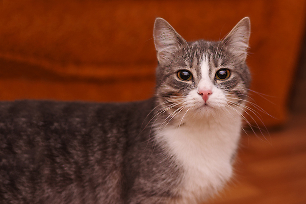 포토 JPG 해외이미지 동물 캐릭터 학생 응시 얼굴 백그라운드 포유류 털 종류 앉기 사람없음 초록색 반려동물 갈색 머리 고양이 회색 흰색 관찰 황금 편안함 작음 모피 호기심 코 부드러움 얼룩무늬 양모 주목 해외포토 시선 감정 컬러 컨셉 무늬 모션 신체부위 직물 감각 크기 파일형식 이미지허브