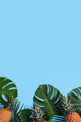 포토 JPG 해외이미지 실내 사람없음 하이앵글 파인애플 열대과일 파란배경 몬스테라 열대잎 카피스페이스 제철과일 해외포토 식물 뷰포인트 백그라운드 잎 과일 내부 파란색 공백 제철 파일형식 이미지허브