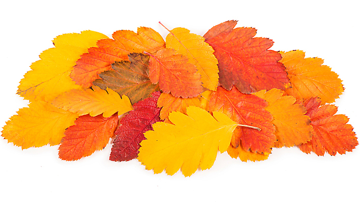 포토 JPG 해외이미지 단풍 낙엽 사람없음 오브젝트 해외포토 잎 파일형식 이미지허브