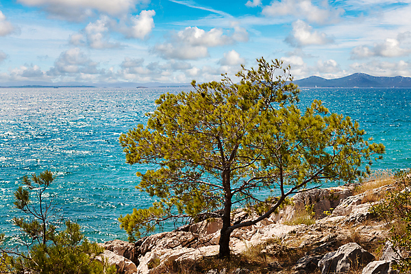 포토 JPG 해외이미지 나무 바다 섬 여행 자연 하늘 휴가 휴식 사람없음 물 파란색 태양 맑음 소나무 만 보트 크로아티아 생태학 터키석 파라다이스 해외포토 자연요소 식물 교육 유럽 컬러 컨셉 배_교통 날씨 보석 생태계 파일형식 이미지허브