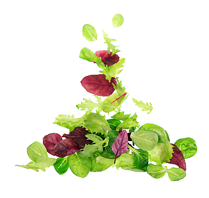 포토 JPG 해외이미지 잎 사람없음 샐러드 신선 상추 해외포토 식물 음식 채소 파일형식 이미지허브