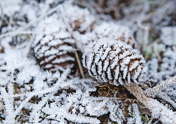 포토 JPG 해외이미지 나무 식물 계절 크리스마스 겨울 자연 날씨 바닥 사람없음 야외 환경 냉동 얼음 추위 흰색 시골 떨어짐 숲 묘사 서리 솔방울 고드름 내추럴 땅바닥 삼림지대 해외포토 자연요소 기념일 컬러 컨셉 생태계 파일형식 이미지허브
