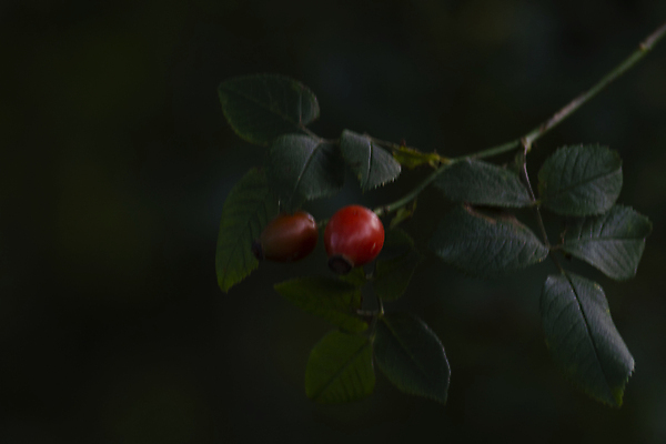 포토 JPG 해외이미지 나무 식물 계절 열매 음식 백그라운드 잎 과일 자연 건강 사람없음 야외 빨간색 초록색 뷰티 약 장미 정원 어둠 성장 나뭇가지 신선 달콤 숲 엉덩이 허브 관목 유기농 내추럴 그런지 숙성 해외포토 웰빙 꽃 컬러 의학 신체부위 맛 생태계 파일형식 이미지허브