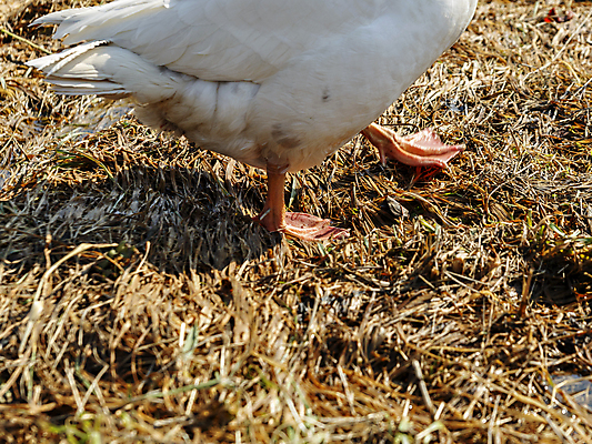 포토 JPG 해외이미지 식물 동물 1 계절 야생동물 오렌지 자연 조류 사람없음 야외 빨간색 물 흰색 거위 물새 땅바닥 해외포토 자연요소 컬러 과일 바닥 생태계 파일형식 이미지허브