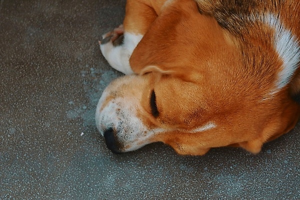포토 JPG 해외이미지 동물 자연 휴식 바닥 피곤 사람없음 반려동물 갈색 회색 잠 개 강아지 시멘트 내추럴 해외포토 컬러 컨셉 포유류 생태계 파일형식 이미지허브