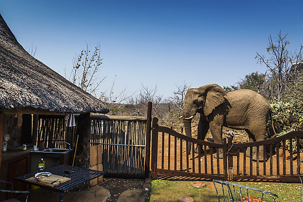 포토 JPG 해외이미지 동물 야생동물 포유류 아프리카 자연 코끼리 국립공원 사람없음 관광지 황무지 보호 사파리 서식지 남아프리카 보츠와나 보호구역 해외포토 멸종위기종 공원 나라 여행 컨셉 생태계 구역 파일형식 이미지허브