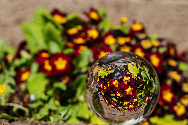 포토 JPG 해외이미지 식물 꽃 로우앵글 잎 자연 이끼 사람없음 야외 빨간색 초록색 컬러풀 노란색 봄 벚꽃 바위 흰색 만족 데이지 해외포토 계절 감정 뷰포인트 컬러 돌_바위 생태계 파일형식 이미지허브