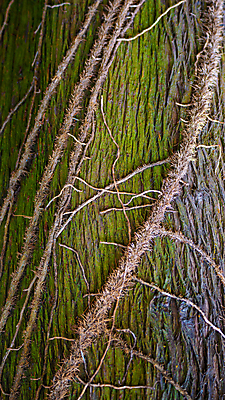포토 JPG 해외이미지 나무 식물 계절 행복 백그라운드 컨셉 패턴 자연 표면 추상 건강 이끼 사람없음 야외 빨간색 빛 컬러풀 평화 환경 화목 조직 변화 숲 큼 땅 에코 질감 생물학 나무껍질 마법 전나무 내추럴 대패 생태학 옛날 해외포토 교육 감정 컬러 무늬 껍질 크기 생태계 파일형식 이미지허브