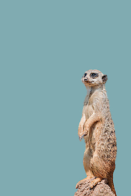 포토 JPG 해외이미지 동물 디자인 응시 남자 행복 야생동물 컨셉 장난 아프리카 자연 따뜻함 국립공원 종류 서기 경비 사람없음 야외 사막 선택 위험 작음 큼 배고픔 검색 호기심 육식동물 남쪽 경보 고립 동물상 미어캣 생태학 주목 스타일 카피스페이스 해외포토 시선 공원 교육 감정 나라 모션 안전 사람 조형물 공백 보호 크기 방향 생태계 파일형식 이미지허브