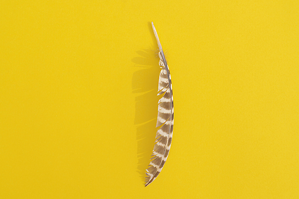 포토 JPG 해외이미지 동물 야생동물 백그라운드 패턴 날개 자연 조류 사람없음 장식 펜 갈색 줄무늬 깃털 싱글 질감 부엉이 내추럴 고립 깃털펜 차단 해외포토 컬러 무늬 필기구 생태계 파일형식 이미지허브