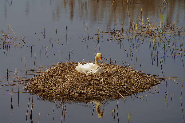 포토 JPG 해외이미지 동물 유럽 호수 야생동물 여행 가족 자연 조류 지팡이 병아리 사람없음 야외 물 치킨 어둠 주먹 산책 연못 황무지 보호 쓰레기 저녁 부리 백조 북쪽 멀리 식민지 카피스페이스 해외포토 자연요소 나라 컨셉 관계 모션 휴식 공백 야간 방향 생태계 닭고기요리 파일형식 이미지허브