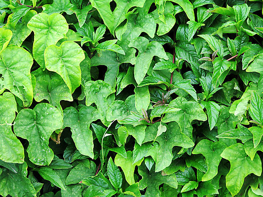 포토 JPG 해외이미지 나무 식물 디자인 공원 벽 백그라운드 잎 꽃무늬 패턴 자연 추상 미술 사람없음 야외 장식 초록색 컬러풀 뷰티 환경 정원 맑음 수확 성장 신선 질감 아이비 내추럴 구성 그런지 양치류 생존 많음 해외포토 공공시설 꽃 컬러 컨셉 무늬 농업 날씨 문화예술 생태계 파일형식 이미지허브