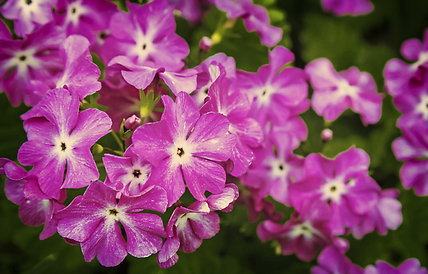 포토 JPG 해외이미지 식물 계절 꽃잎 꽃 분홍색 자연 사람없음 야외 정원 봄 그룹 화단 영원 많음 해외포토 컬러 컨셉 생태계 파일형식 이미지허브
