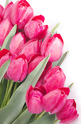 포토 JPG 해외이미지 여러송이 잎 봄꽃 실내 근접촬영 사람없음 튤립 흰배경 해외포토 식물 꽃 뷰포인트 다수 백그라운드 내부 봄 흰색 파일형식 이미지허브