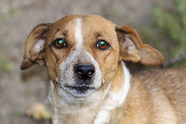 포토 JPG 해외이미지 동물 응시 얼굴 야생동물 분홍색 백그라운드 포유류 자연 피곤 경비 사람없음 야외 빨간색 반려동물 갈색 검은색 놀람 분노 흰색 점 오픈 양치기 개 강아지 치아 위험 큼 공격 순수 코 보안 공포 쇼 늑대 토막 송곳니 고립 기르기 동반자 해외포토 직업 시선 감정 컬러 컨셉 모션 표정 안전 신체부위 소화기관 보호 크기 생태계 돌봄 파일형식 이미지허브