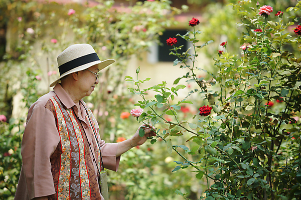 포토 JPG 해외이미지 식물 라이프스타일 응시 공원 여자 꽃 행복 휴식 한명 동양인 야외 장미 정원 은퇴 옛날 해외포토 1 시선 공공시설 감정 컨셉 사람 인종 생활 파일형식 이미지허브